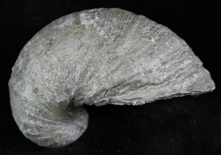 Gryphaea (Devil's Toenail) Fossil Oyster - Jurassic #25969